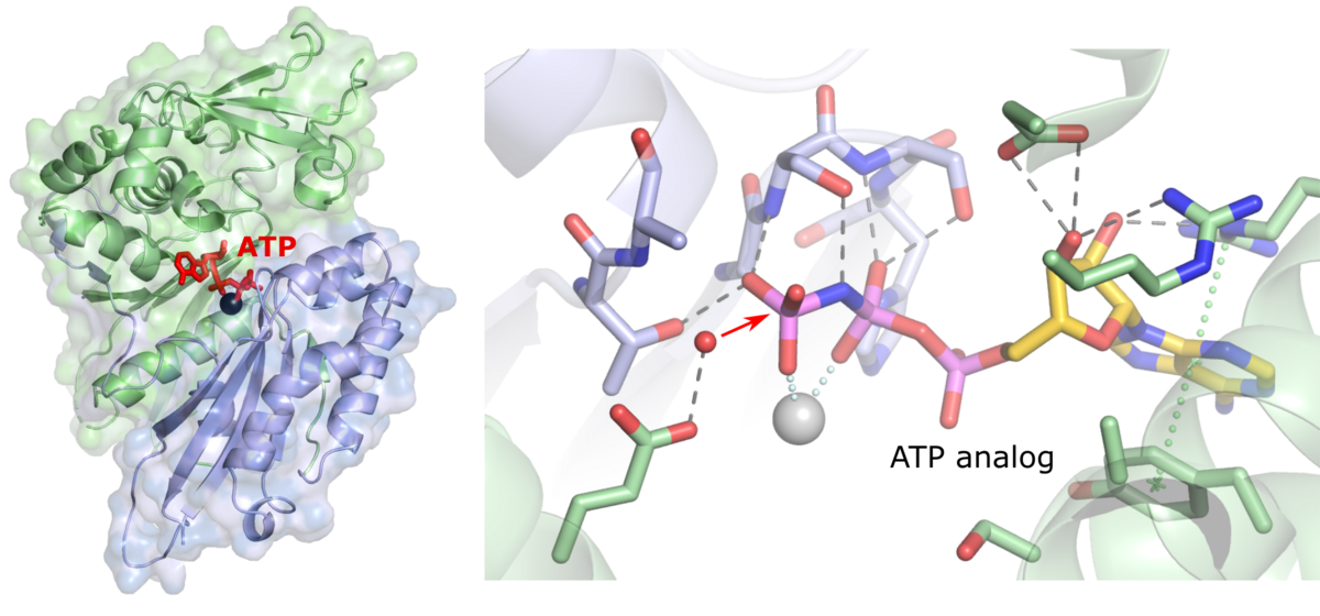 enlarge the image: Structure of NTPDase2 (left) and attack of a water nucleophile on ATP (right).