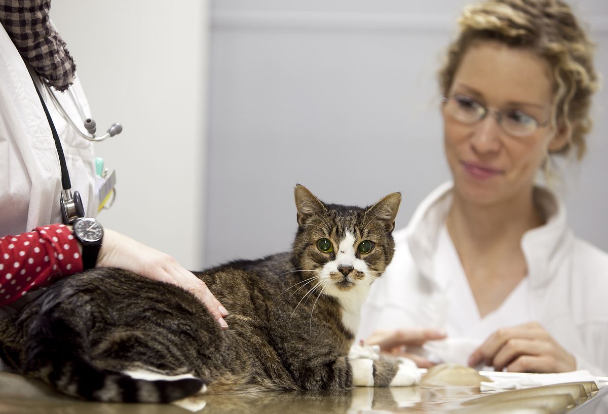 zur Vergrößerungsansicht des Bildes: Foto: eine Tierärztin untersucht eine auf dem Tisch sitzende Katze