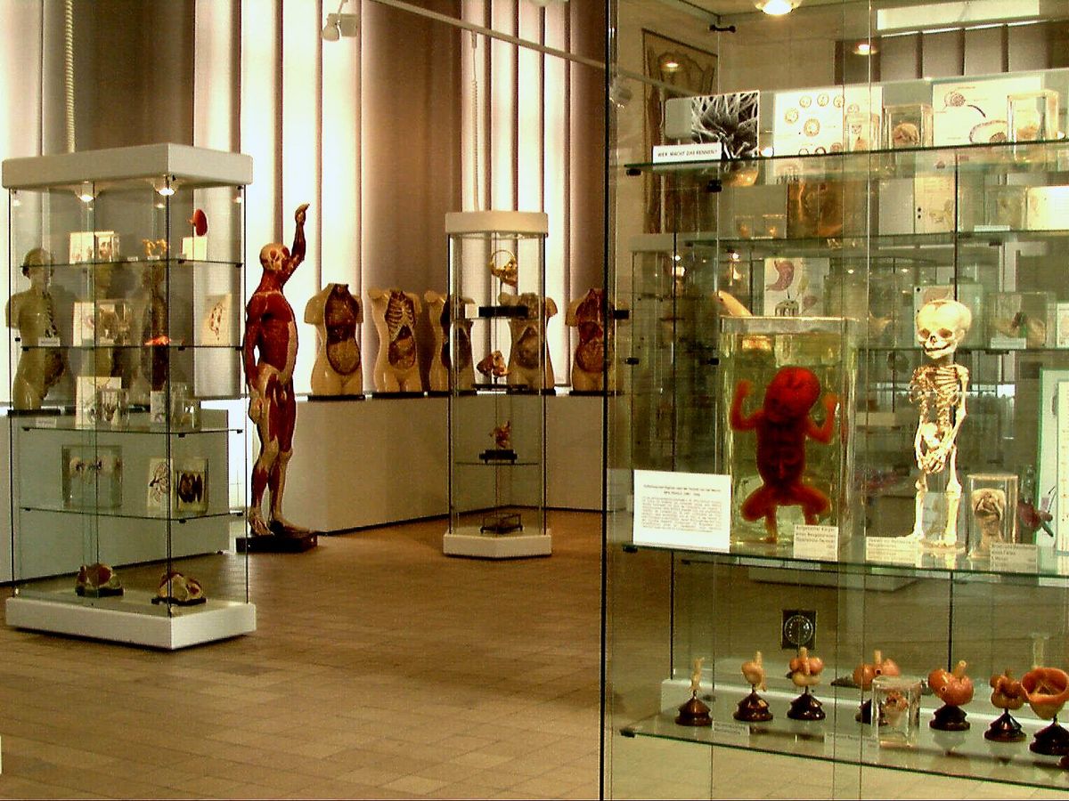 enlarge the image: Skelette und Nachbildungen des menschlichen Körpers, so zum Beispiel von Organen, in einem Ausstellungsraum.