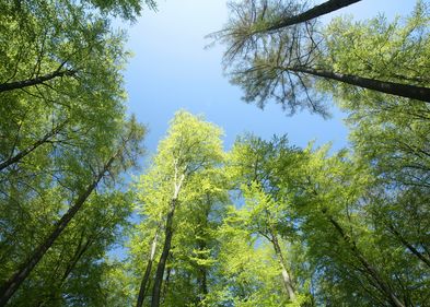 Biodiverse forests release fewer biogenic volatile organic compounds (BVOCs) into the atmosphere than monocultures. Photo: Colourbox