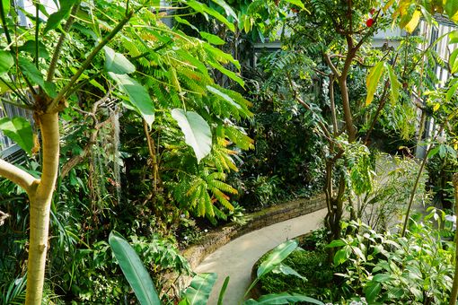 Gewächshaus mit Vegetation der Regenwälder der Neotropis