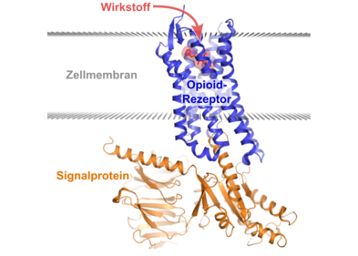 Rezeptor-vermittelte Signalweiterleitung: Opioid-Rezeptoren befinden sich in der Zellmembran und binden Wirkstoffe auf der Außenseite. Dies bewirkt Strukturänderungen im Rezeptor, die dann auf der Innenseite durch unterschiedliche Signalproteine erkannt werden.