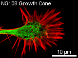 NG108 growth cone