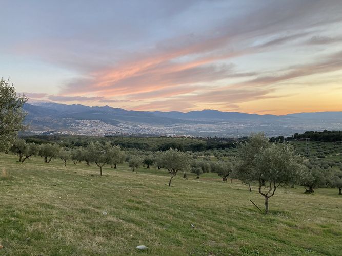 Farbfoto: Abendaufnahme hügeliger Grünflächen mit Olivenbäumen. Im Hintergrund befinden sich Häuser auf Bergen