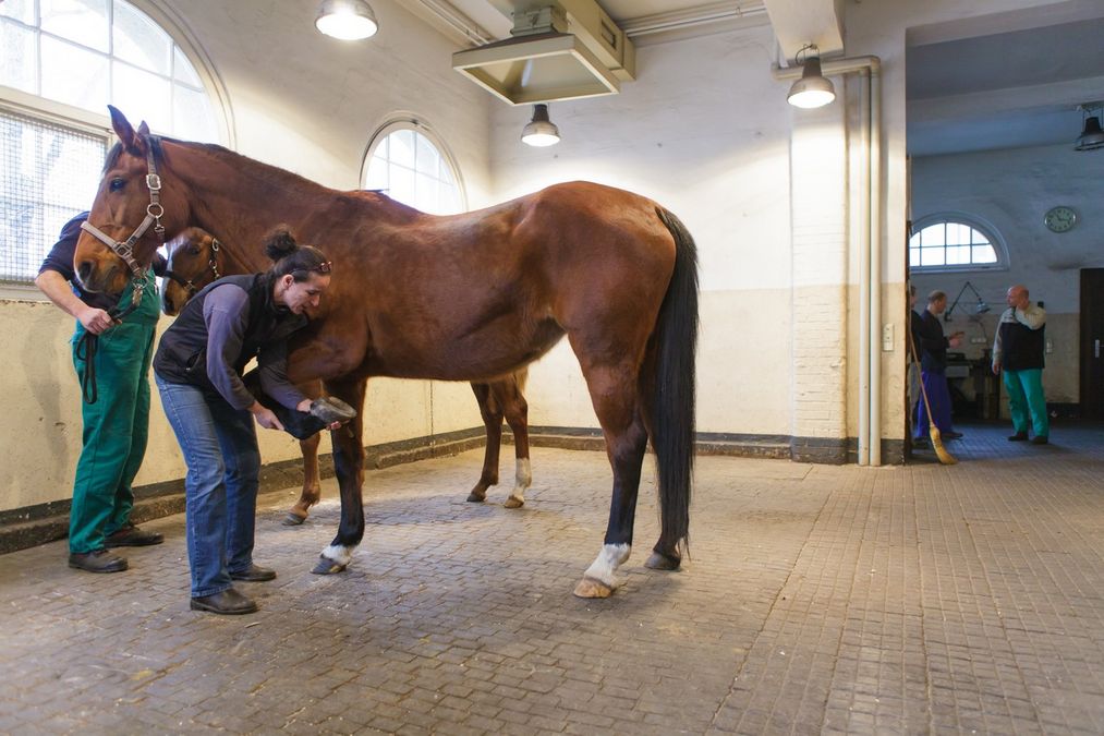 zur Vergrößerungsansicht des Bildes: Studierende der Veterinärmedizin üben an einem Pferd im Stall