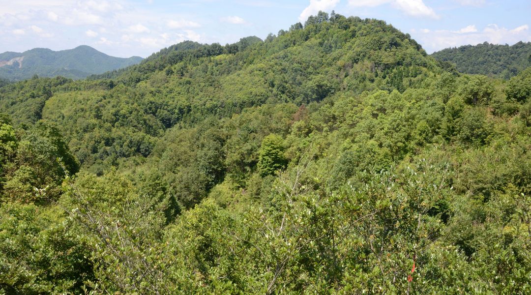 Waldfläche im subtropischen China