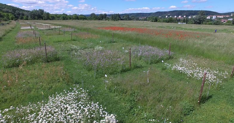 Over the course of two years, the scientists collected data from two analogous grassland experiments, including the Jena Experiment in Germany.