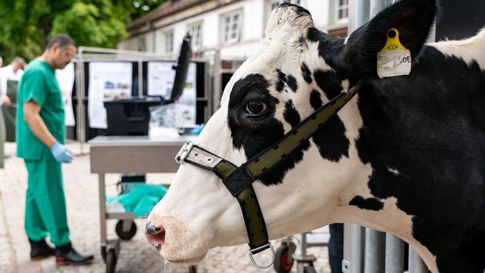 Beim 11. Leipziger Tierärztekongress spielen moderne Diagnostik- und Behandlungsmethoden eine wichtige Rolle. Hier befindet sich Kuh Elfriede in einem innovativen Behandlungsstand. Gleich wird sie auf das Bovines-Herpesvirus getestet.