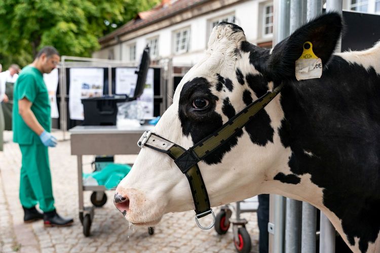 Beim 11. Leipziger Tierärztekongress spielen moderne Diagnostik- und Behandlungsmethoden eine wichtige Rolle. Hier befindet sich Kuh Elfriede in einem innovativen Behandlungsstand. Gleich wird sie auf das Bovines-Herpesvirus getestet.