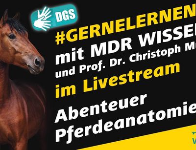 #gernelernen - Abenteuer Pferdeanatomie