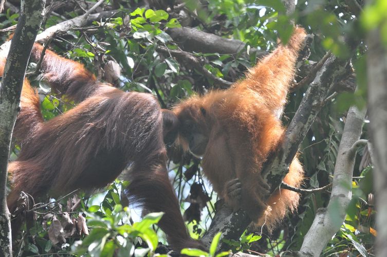 Ein eingewandertes Orang-Utan-Männchen (links) und ein heranwachsendes einheimisches Orang-Utan-Weibchen (rechts) schauen sich gegenseitig an.