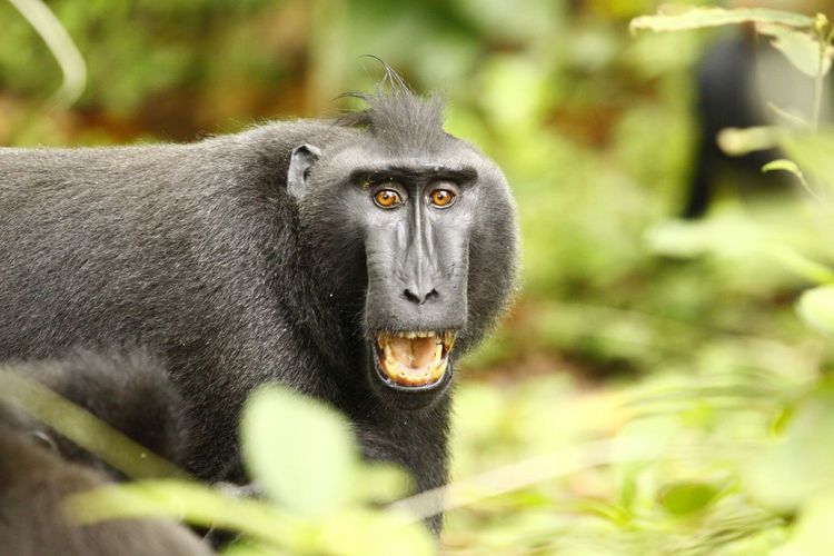 A male crested macaque displays a threatening gesture. Males compete strongly for social dominance, but also support their offspring when they are involved in conflicts. Photo: Jerome Michelette (MNP)