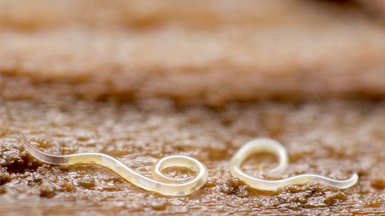 Die mikroskopisch kleinen Fadenwürmer (Nematoden) kommen fast überall auf der Welt im Boden vor.