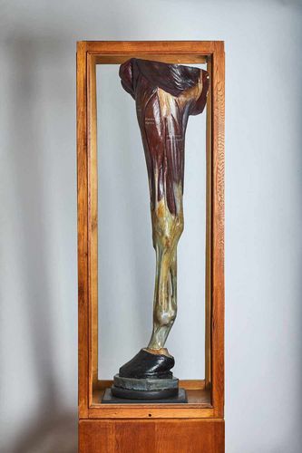 Gipsabgüsse der Extremitäten des Pferdes gehören zu den ältesten Stücken der Veterinär-Anatomischen Lehrsammlung. Gipsabguss des Unterarms eines Pferdes (um 1910), zu sehen in der Galerie im Neuen Augusteum.
