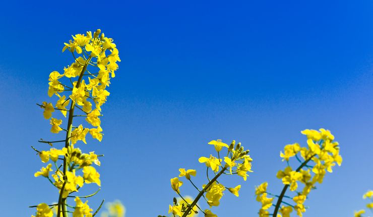 Einzelne Rapsblüten. Foto: COLOURBOX