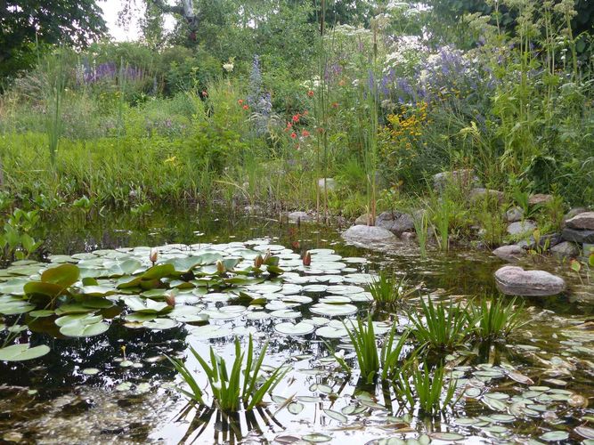 Geschäftiges Treiben an einem Weiher. Im Vordergrund Stratiotes aloides L. (Krebsschere), die in Deutschland als gefährdet und in Baden-Württemberg als ausgestorben gilt. Sie gedeiht als submerse Wasserpflanze und ist daher ideal für Gartenteiche geeignet.