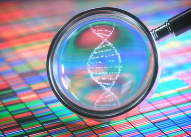 In the field of human genetics, the human genome is examined in great detail.