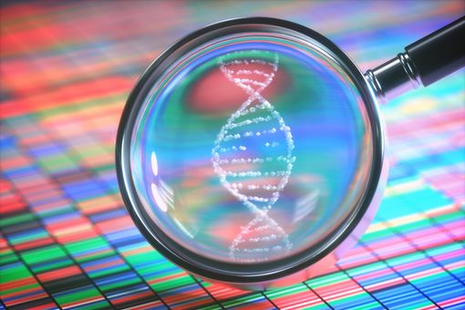 In the field of human genetics, the human genome is examined in great detail.