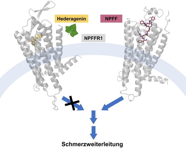 Hederagenin blockiert die Aktivierung des Neuropeptid FF Rezeptors 1. Dieses Protein kommt vor allem im Rückenmark und in Gehirnbereichen vor, die für die Schmerzwahrnehmung relevant sind.