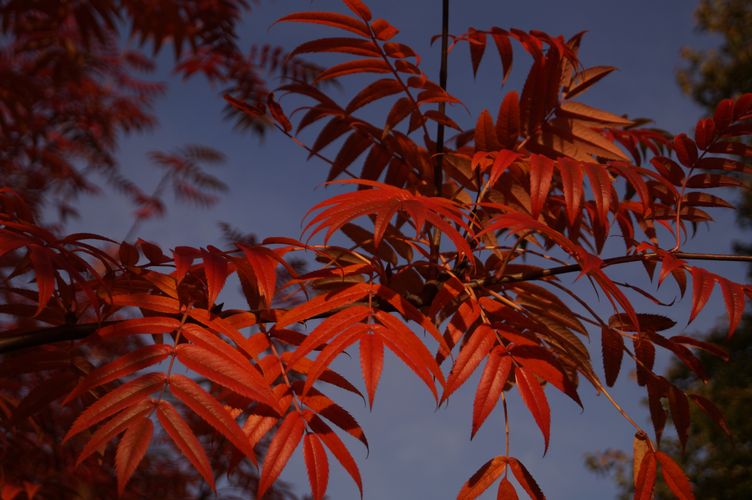 Rote Herbstblätter vor blaumen Himmel.