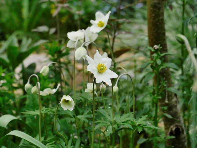 Anemone sylvestris L. (Großes Windröschen), eine in Sachsen ausgestorbene und in Deutschland als gefährdet eingestufte Art, zeigt ihre Frühsommerblüte. Sie ist ein idealer Bodendecker für halbschattige Gartenbereiche.