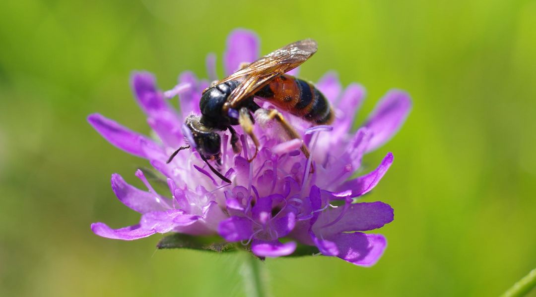 Eine Knautien-Sandbiene.