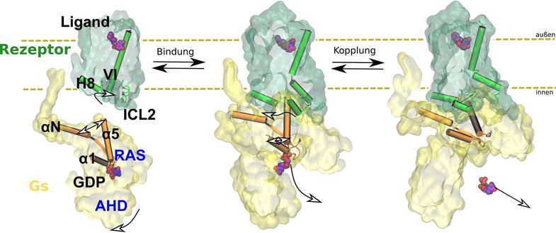 Binding to the receptor (green) causes the G protein (yellow) to change its shape and release the regulatory molecule GDP. Photo: Peter W. Hildebrand