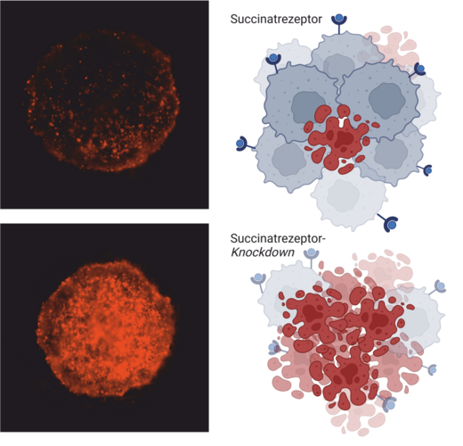 Ohne den Succinat-Rezeptor sterben Krebszellen.