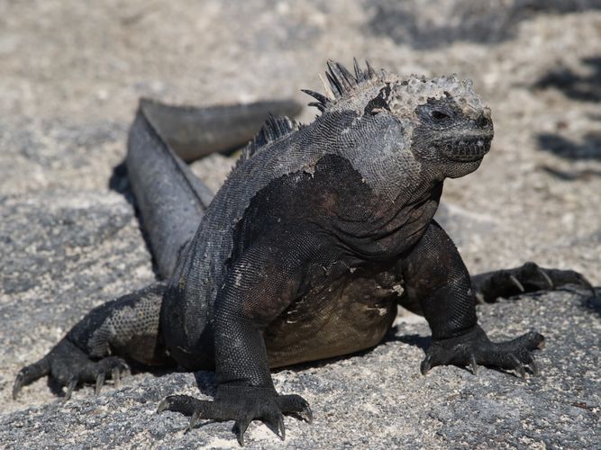 Marine iguanas are only found on the Galapagos Islands.