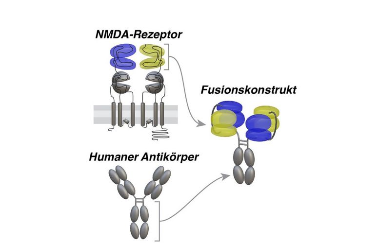Struktur des Wirkstoffmoleküls gegen Autoimmune Enzephalitis: In blau und gelb sind Domänen des NMDA-Rezeptors hervorgehoben.