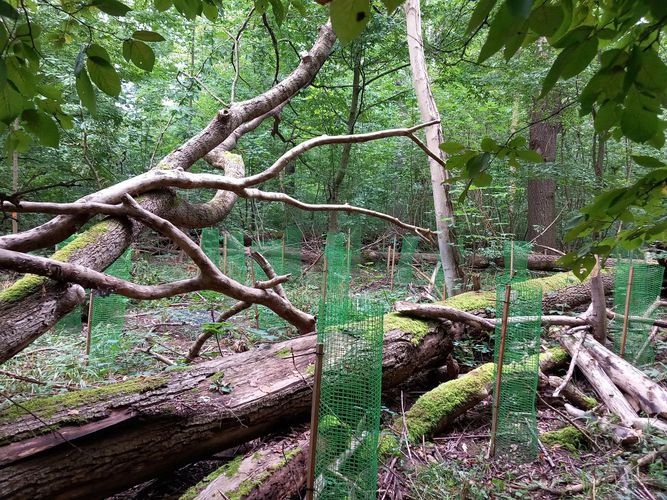 Forschungsfläche mit hoher Mortalität im Oberstand und artspezifischer Ausdünnung im Unterstand.