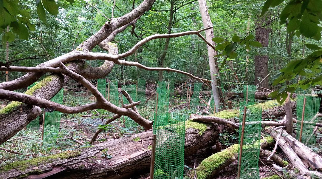 Forschungsfläche mit hoher Mortalität im Oberstand und artspezifischer Ausdünnung im Unterstand.