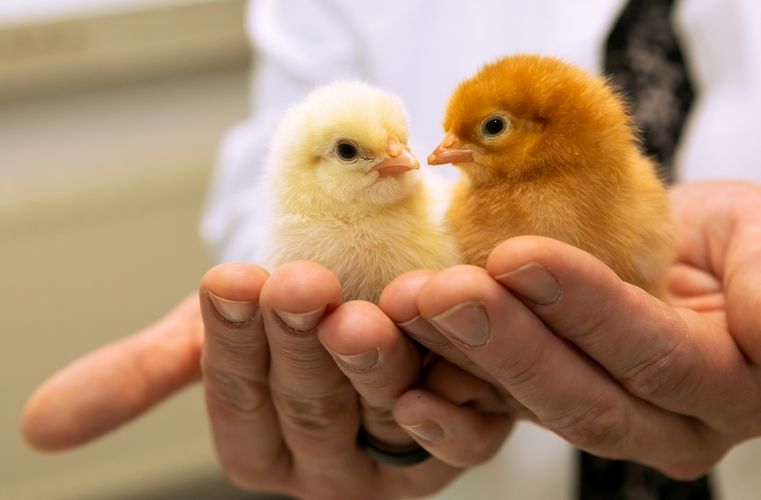 Das Töten männlicher Küken soll bald der Vergangenheit angehören.