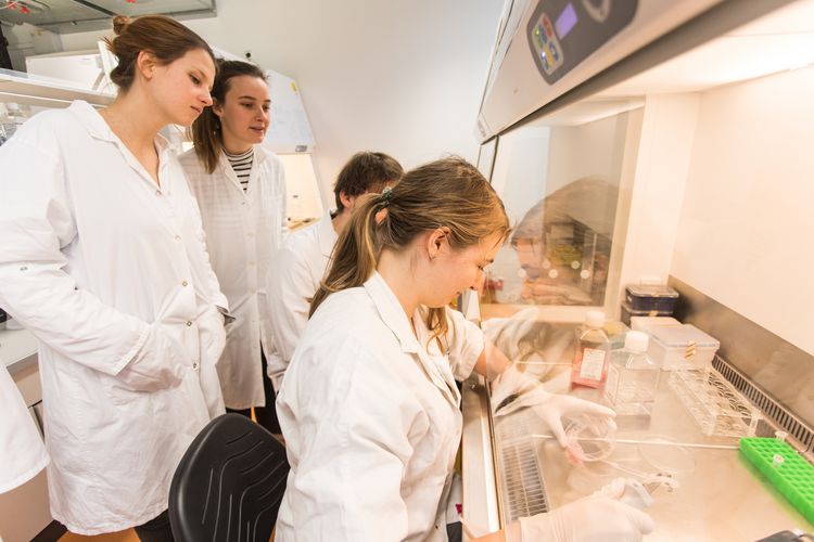 Eine Studentin experimentiert hinter einem Schutzglas und Studierende schauen ihr zu, Foto: Christian Hüller