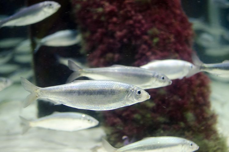 The autumn spawning herring collapsed towards the end of the 16th century as a result of a combination of overfishing and climate change. Foto: Aquarium GEOMAR, Jan Steffen