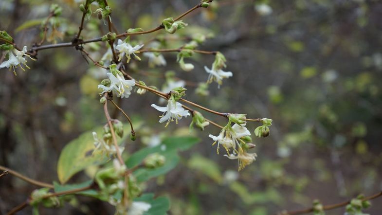 Die Winter-Heckenkirsche, die gerade im Botanischen Garten in voller Blüte steht, wird zutreffend auch Duft-Heckenkirsche genannt, denn auffälliger als die Blütenfarbe ist der über einige Meter hinweg wahrnehmbare, süßliche Duft.