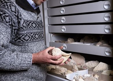 Prof. Dr. Thomas Brachert hat die besonderen tropischen Riffkorallen in der Geologisch-paläontologischen Sammlung der Universität Leipzig entdeckt.