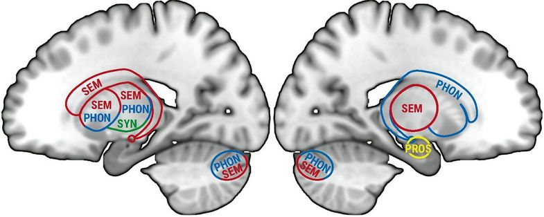 Schematische Illustration des Beitrags subkortikaler Regionen und Regionen des Kleinhirns zur Verarbeitung von Sprachbedeutung (SEM), Grammatik (SYN) und lautlichen Eigenschaften von Buchstaben, Silben und Wörtern (PHON) und Sätzen (PROS). Während viele Regionen im Kleinhirn und im Subkortex für drei Subdomänen (SEM, PHON, SYN) eine Rolle spielen, dient die Amygdala allein der Verarbeitung von Sprachmelodie, -rhythmus und -intonation (PROS).