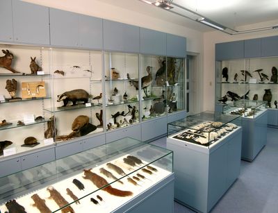 Foto: Ausgestopfte Tiere in Vitrinen der zoologischen Sammlung, darunter Hase, Dachs und Fledermaus.