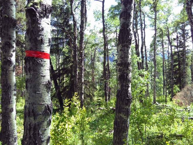 Typischer Pappelwald im Untersuchungsgebiet nahe Calgary, Alberta, Kanada.&nbsp;