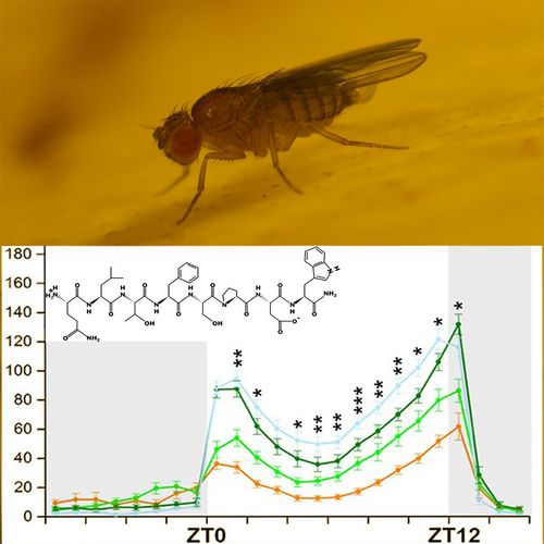 Ein Peptidhormon sorgt nicht nur zur Bereitstellung von Energie, sondern trägt auch zum Gleichgewicht zwischen Aktivität und Ruhe in der Taufliege Drosophila bei.