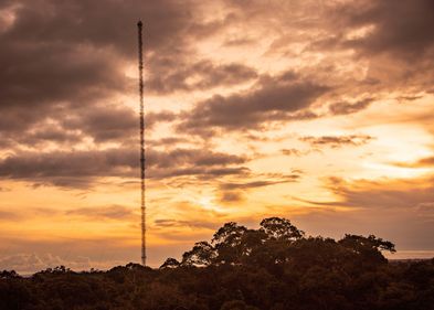 Evening atmosphere in the rainforest. Photo: Max Planck Institute for Chemistry The picture shows rainforest in the evening light.