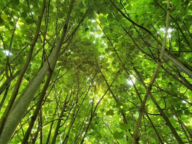 A look into the canopy of the experimental forest plantation MyDiv.