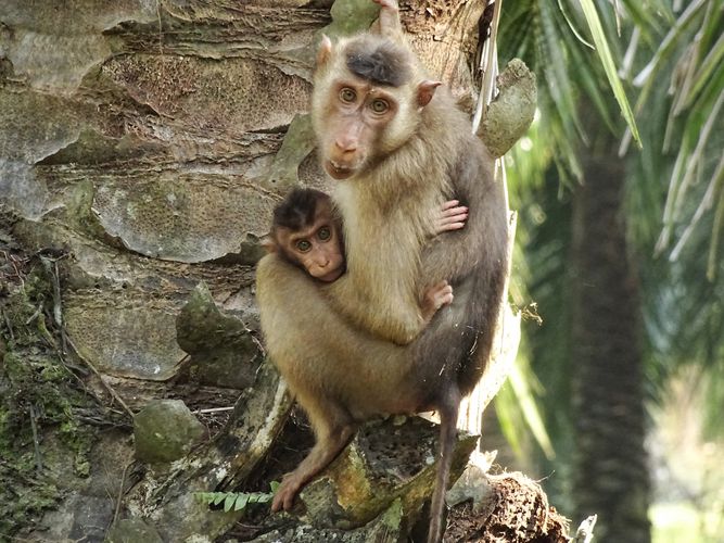 Female southern pig-tailed macaque with infant. Photo: Anna Holzner