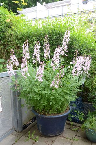 Dictamnus albus L. (Gewöhnlicher Diptam) in einem Topf auf einer Terrasse. Der Gewöhnliche Diptam steht auf der nationalen Roten Liste Deutschlands als gefährdet und in Nordrhein-Westfalen als ausgestorben. Die mehrjährige Pflanze hält sich lange im Garten und ist frei von Schädlingen und Krankheiten.