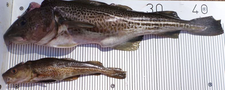Two mature male Baltic cod of different body size. Growth rate, size and age at maturity have declined in several cod stocks owing to intense fishing in the past.