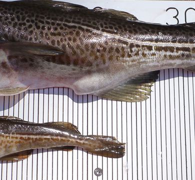 Two mature male Baltic cod of different body size. Growth rate, size and age at maturity have declined in several cod stocks owing to intense fishing in the past. Photo: Jan Dierking, GEOMAR Helmholtz Centre for Ocean Research Kiel Two mature male Baltic cod of different body size. Growth rate, size and age at maturity have declined in several cod stocks owing to intense fishing in the past.