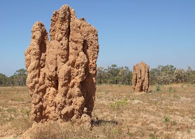 The new findings suggest that warming might promote net carbon fixation in and around the biogenic structures formed by termites, Photo: Colourbox The new findings suggest that warming might promote net carbon fixation in and around the biogenic structures formed by termites, Photo: Colourbox
