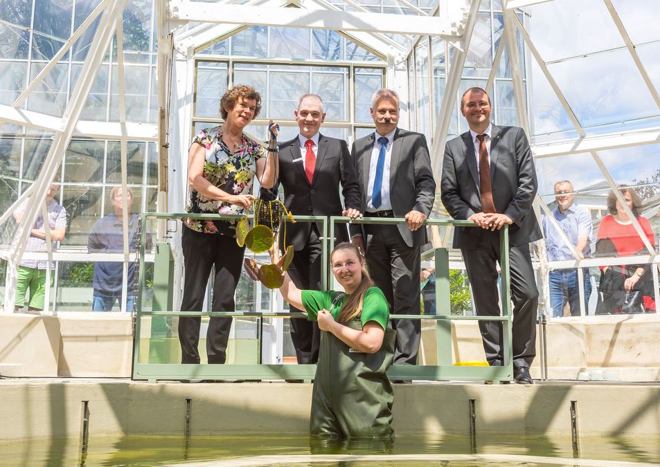 enlarge the image: Zu sehen sind die Rektorin der Universität Leipzig, Prof. Dr. Beate Schücking, das Vorstandsmitglied der Sparkasse Leipzig, Heinrich Brendel, Ingo Fischer vom Staatsbetrieb Sächsisches Immobilien- und Baumanagement und der Direktor des Botanischen Gartens, Prof. Dr. Christian Wirth und Janet Klinger, Mitarbeiterin im Botanischen Garten. Sie stehen im sanierten Victoriahaus und pflanzen gemeinsam eine Riesenseerose ein.