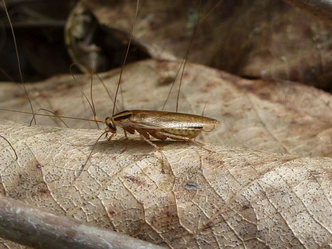 Schabe: ein Mitglied der Bodenfauna, das sich von zerkleinerter organischer Substanz (Detritus) ernährt und anderen Tieren wie Spinnen und Vögeln als Nahrungsquelle dient